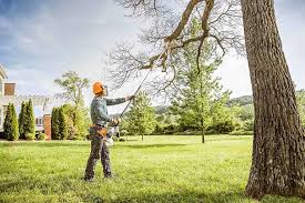 Reliable Manteca, CA  Tree Services Solutions