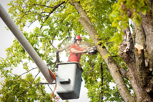 Why Choose Our Tree Removal Services in Manteca, CA?